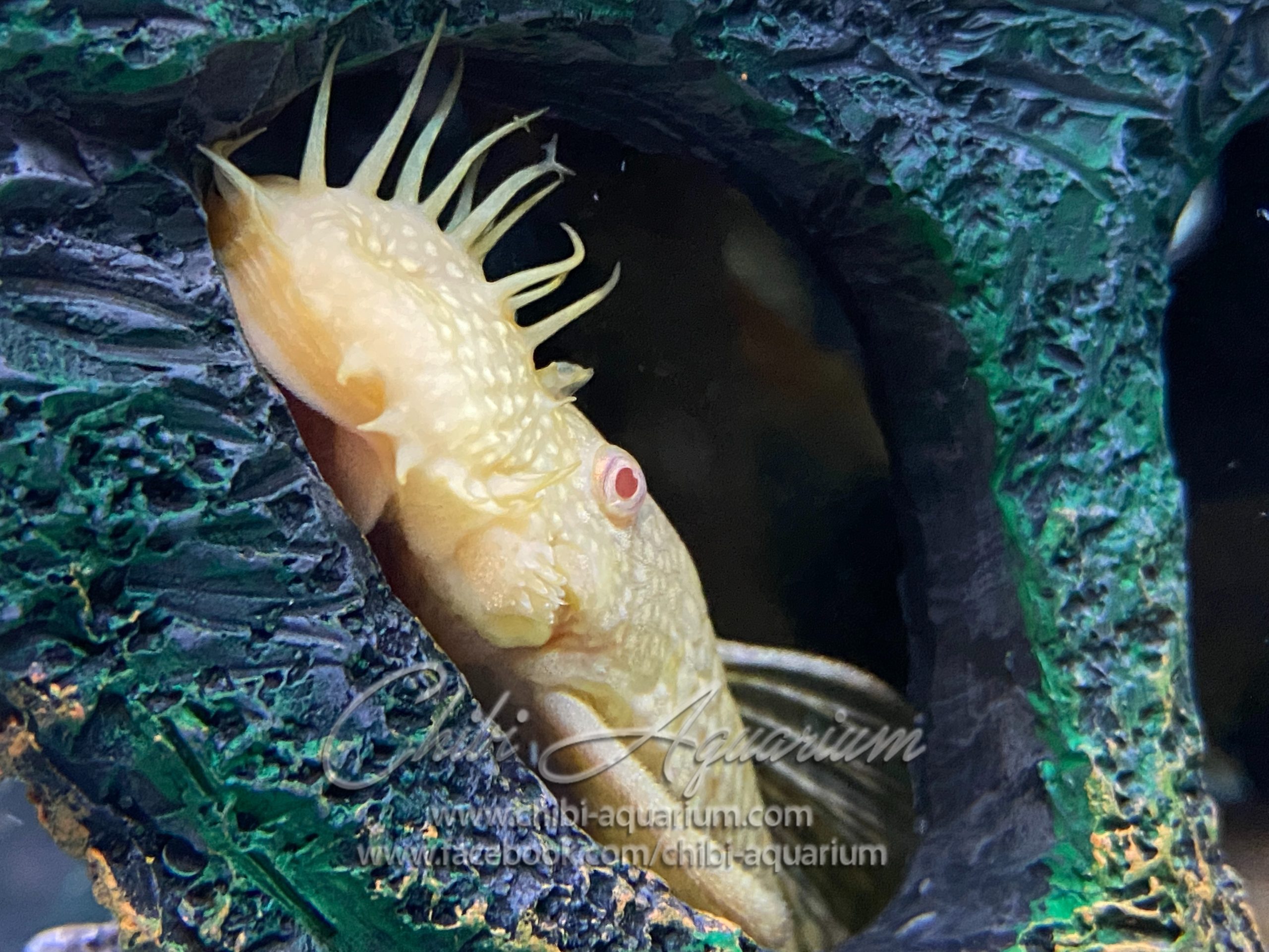 Bristlenose Catfish Eggs