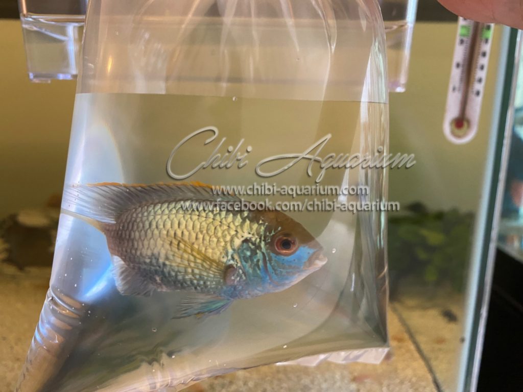 Good size Electric Blue Acara Available now ChibiAquarium