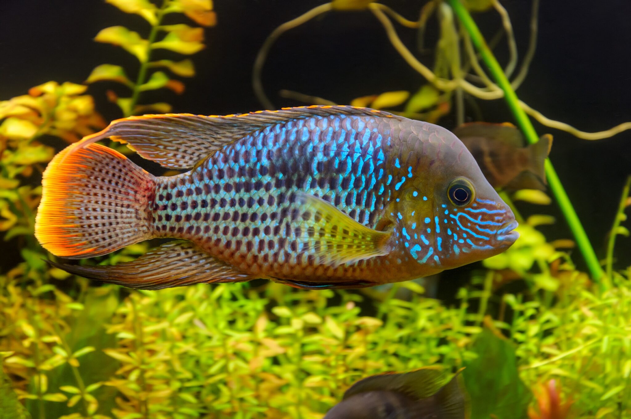 GREEN TERROR CICHLID - Chibi-Aquarium