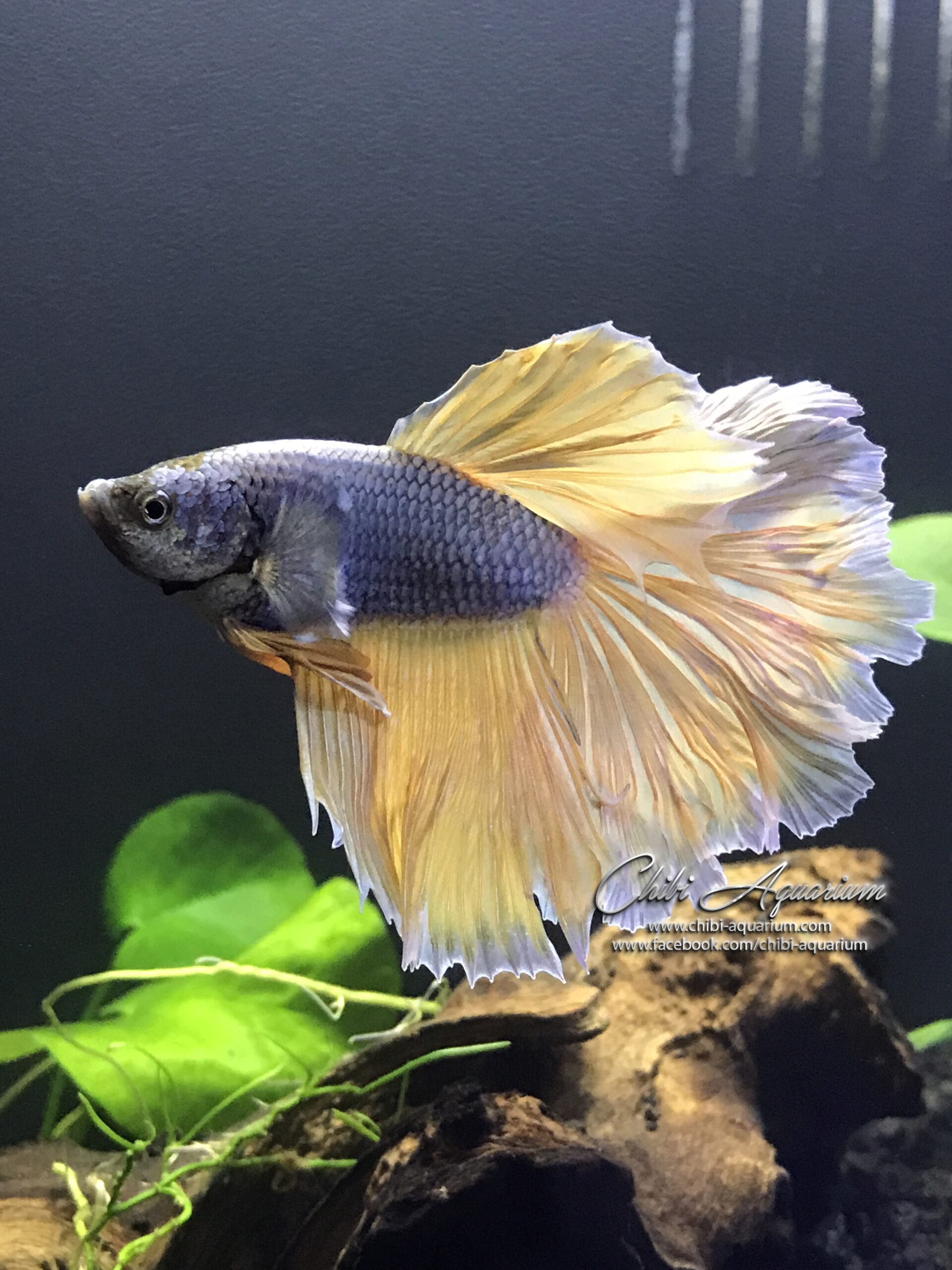 BETTA FISH ChibiAquarium