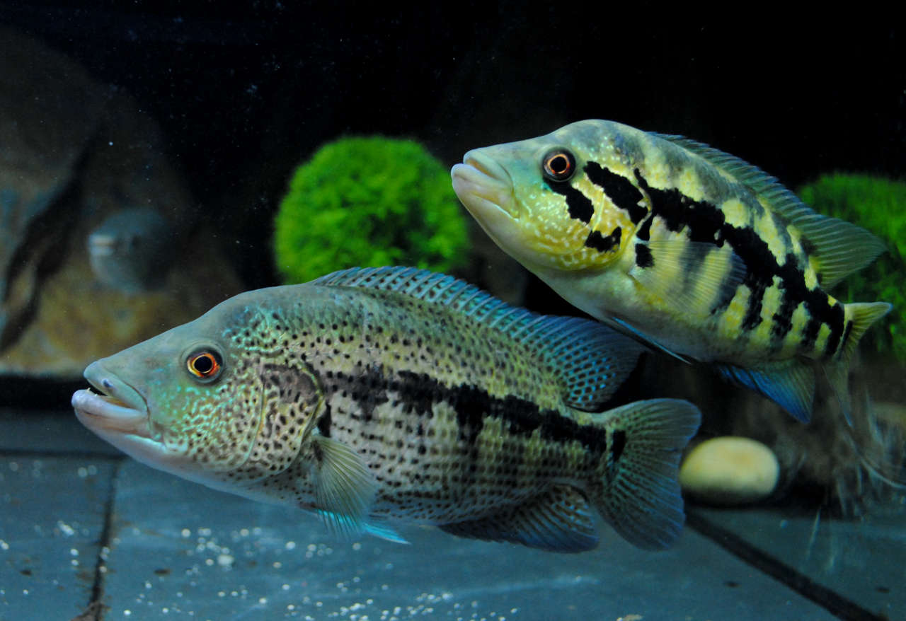 WOLF/DOVII CICHLID ChibiAquarium