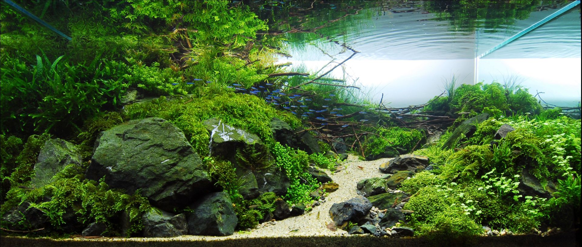 What Are Some Popular Substrate For Cichlids? - Chibi-Aquarium - Aquarium Substrate For Cichlids