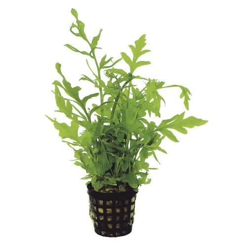 WATER SPRITE ChibiAquarium