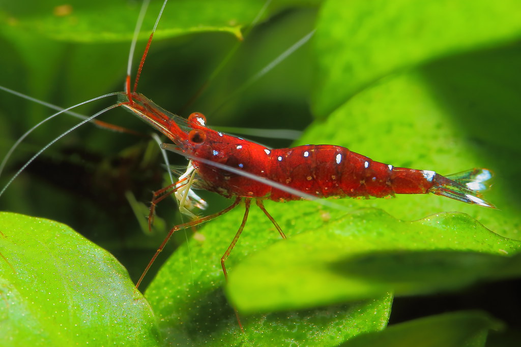 CARDINAL SHRIMP ChibiAquarium