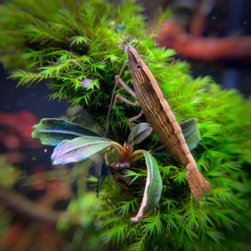 Image showcasing BAMBOO SHRIMP - Chibi-Aquarium
