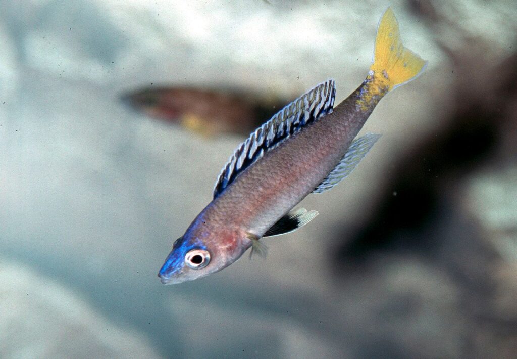 CYPRICHROMIS CICHLID - Chibi-Aquarium