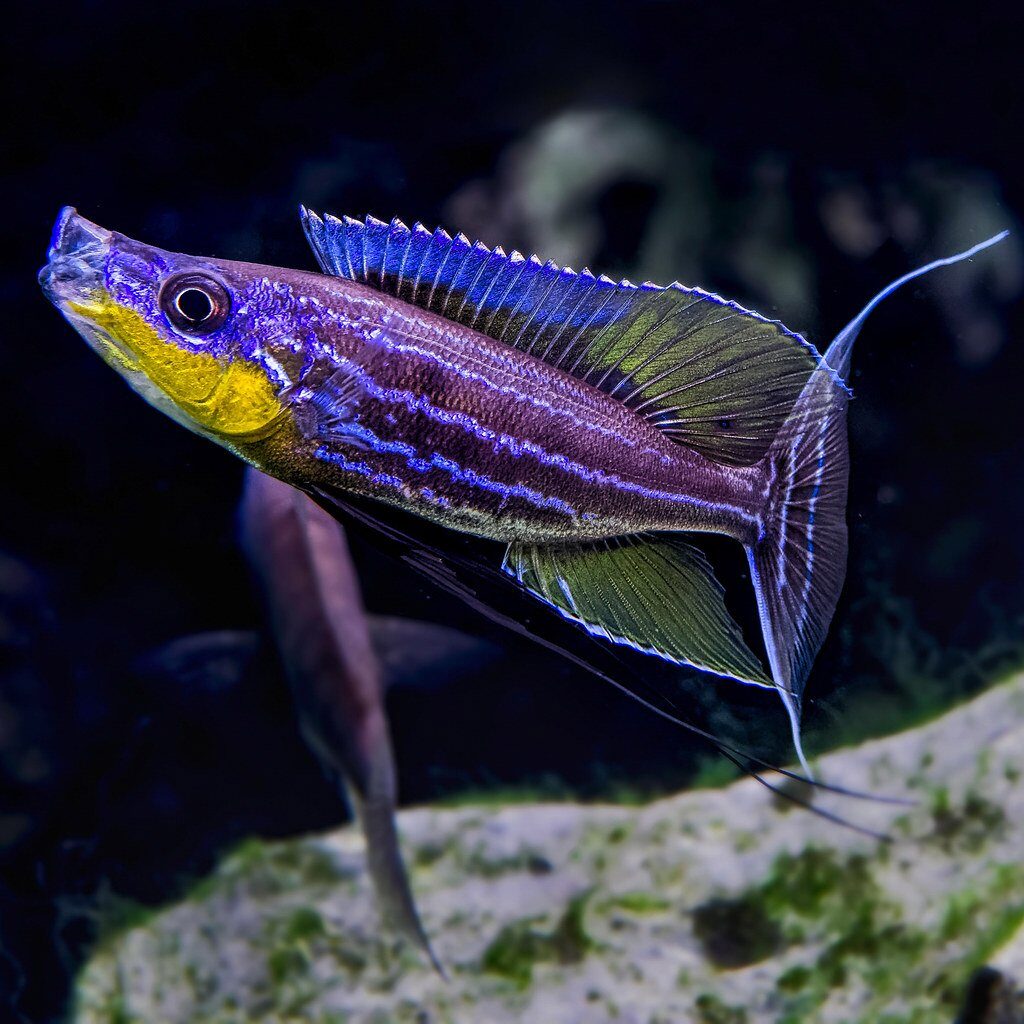 BENTHOCHROMIS CICHLID ChibiAquarium