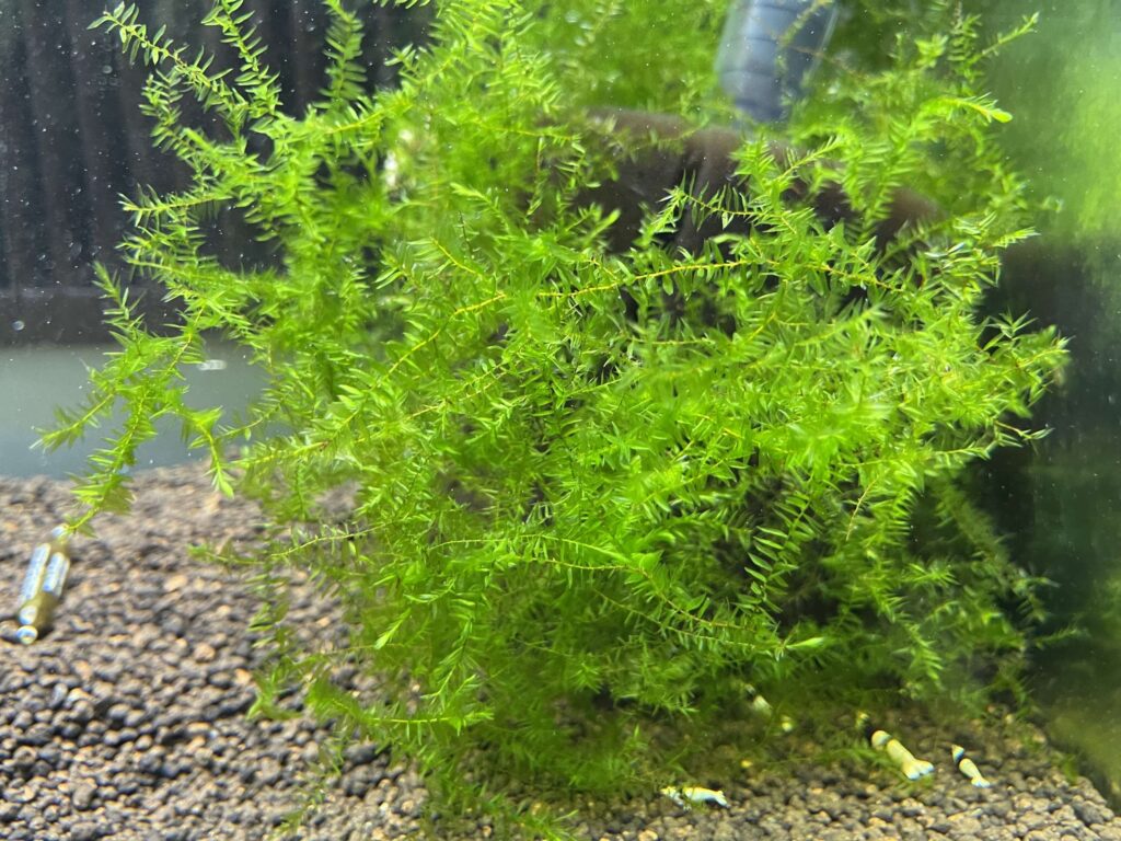 WILLOW MOSS ChibiAquarium