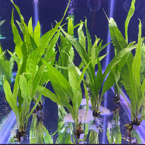 JAVA FERN ChibiAquarium