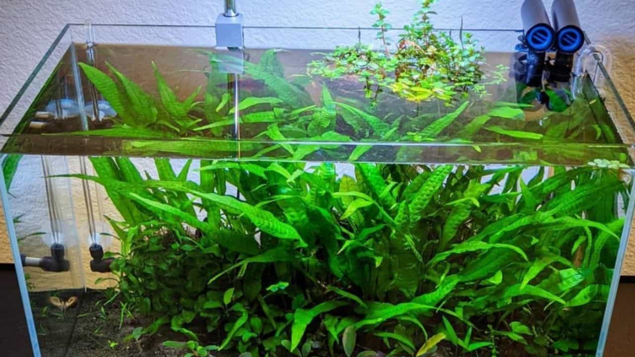JAVA FERN - Chibi-Aquarium