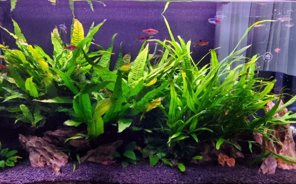 JAVA FERN - Chibi-Aquarium