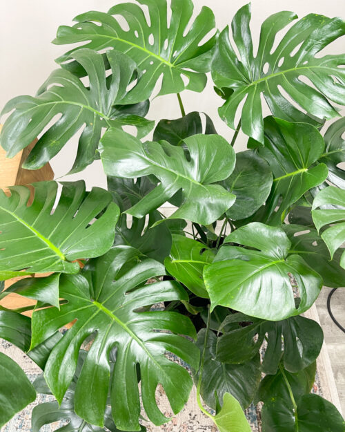 MONSTERA DELICIOSA ChibiAquarium