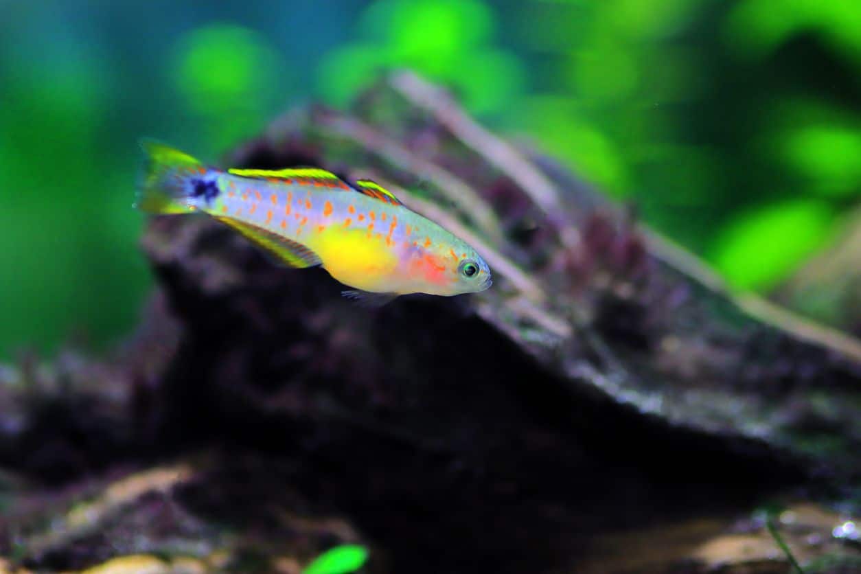 PEACOCK GUDGEON ChibiAquarium