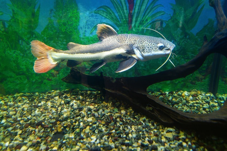Redtail Fish RED TAIL CATFISH - Chibi-Aquarium