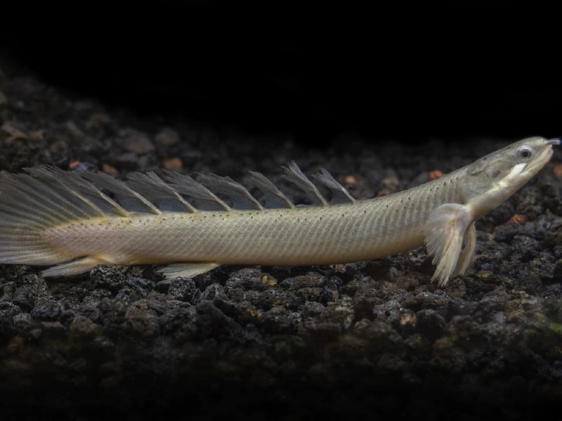 Bichir chibi aquarium