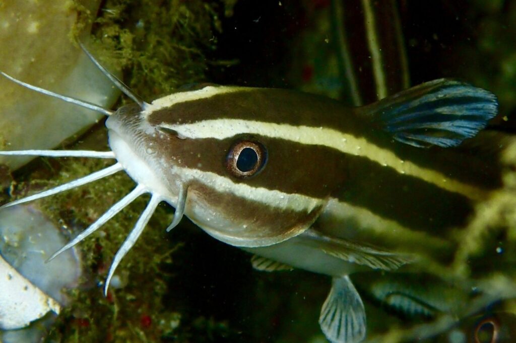 STRIPED RAPHAEL CATFISH ChibiAquarium