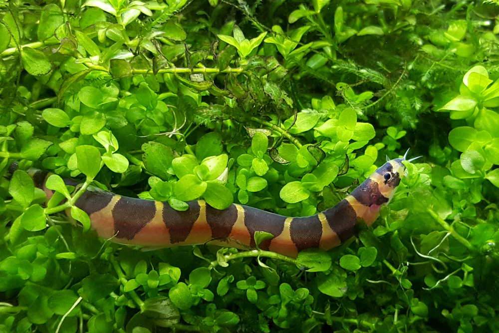 Kalouch Fish KUHLI LOACH - Chibi-Aquarium