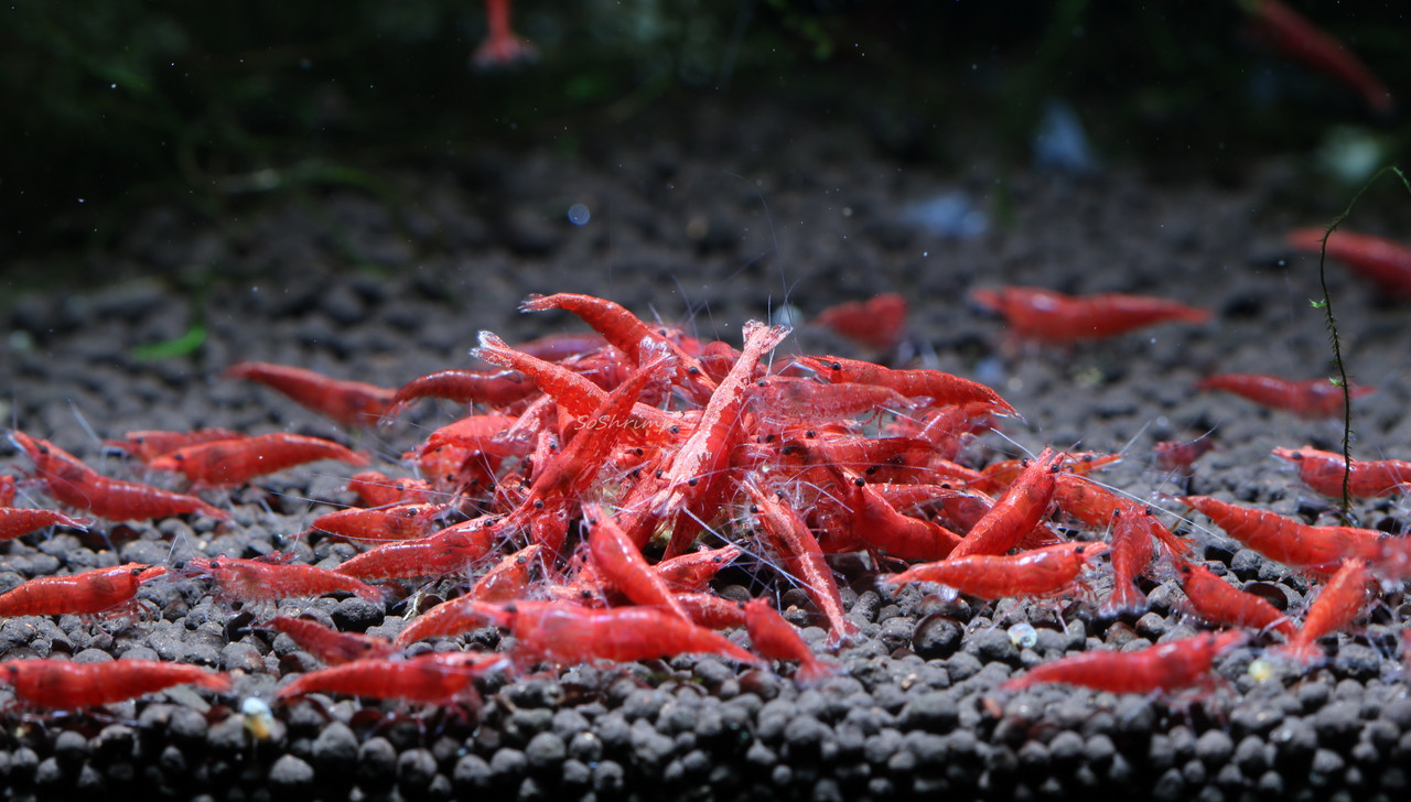 CHERRY SHRIMP - Chibi-Aquarium