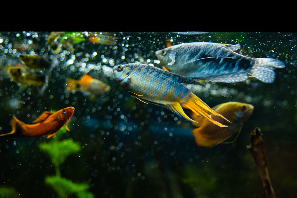 What is the smartest fish in an aquarium?