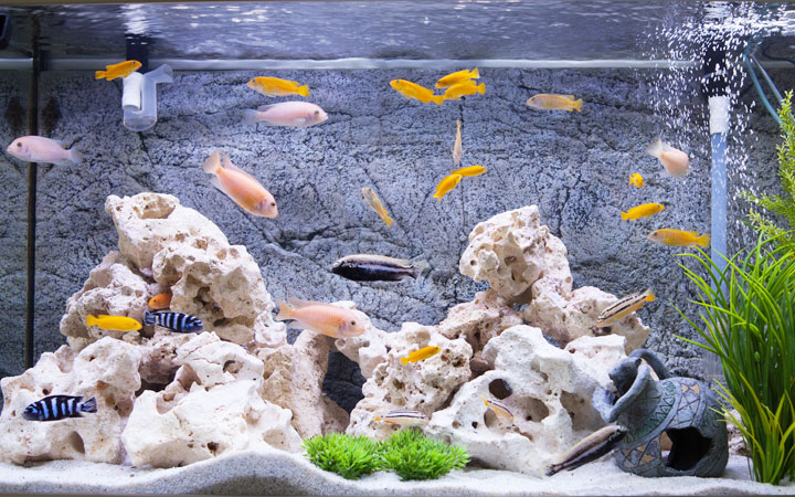 What Do You Need Before Starting A Cichlid Tank? - Chibi-Aquarium