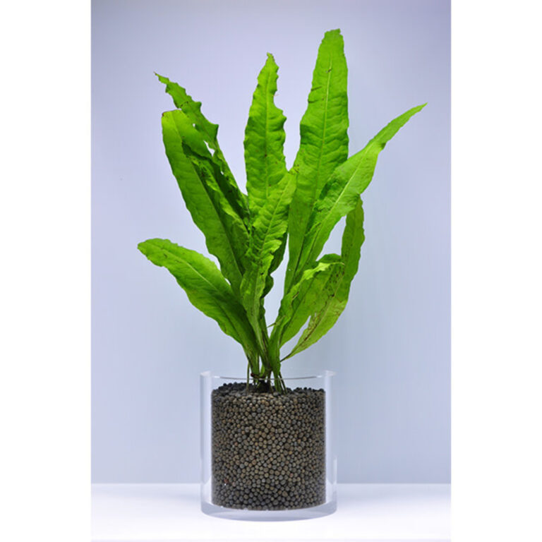 JAVA FERN ChibiAquarium