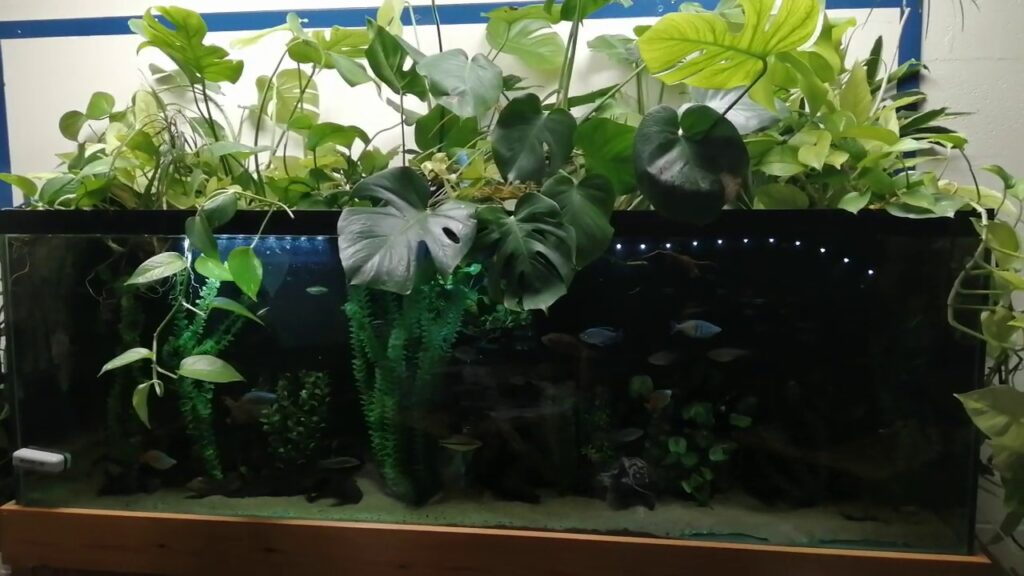 MONSTERA DELICIOSA ChibiAquarium