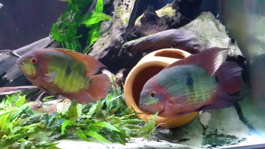 CHOCOLATE CICHLID - Chibi-Aquarium