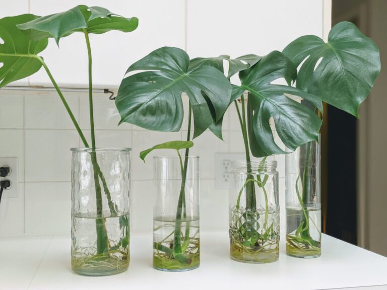 Monstera deliciosa en Greensense Aqua Care main image 0
