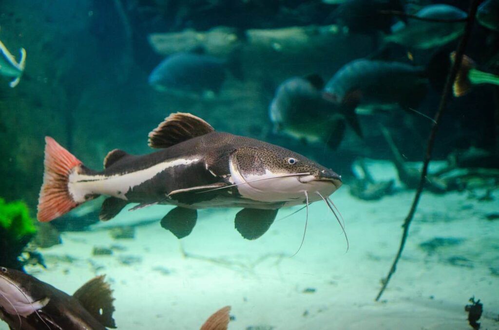 RED TAIL CATFISH ChibiAquarium