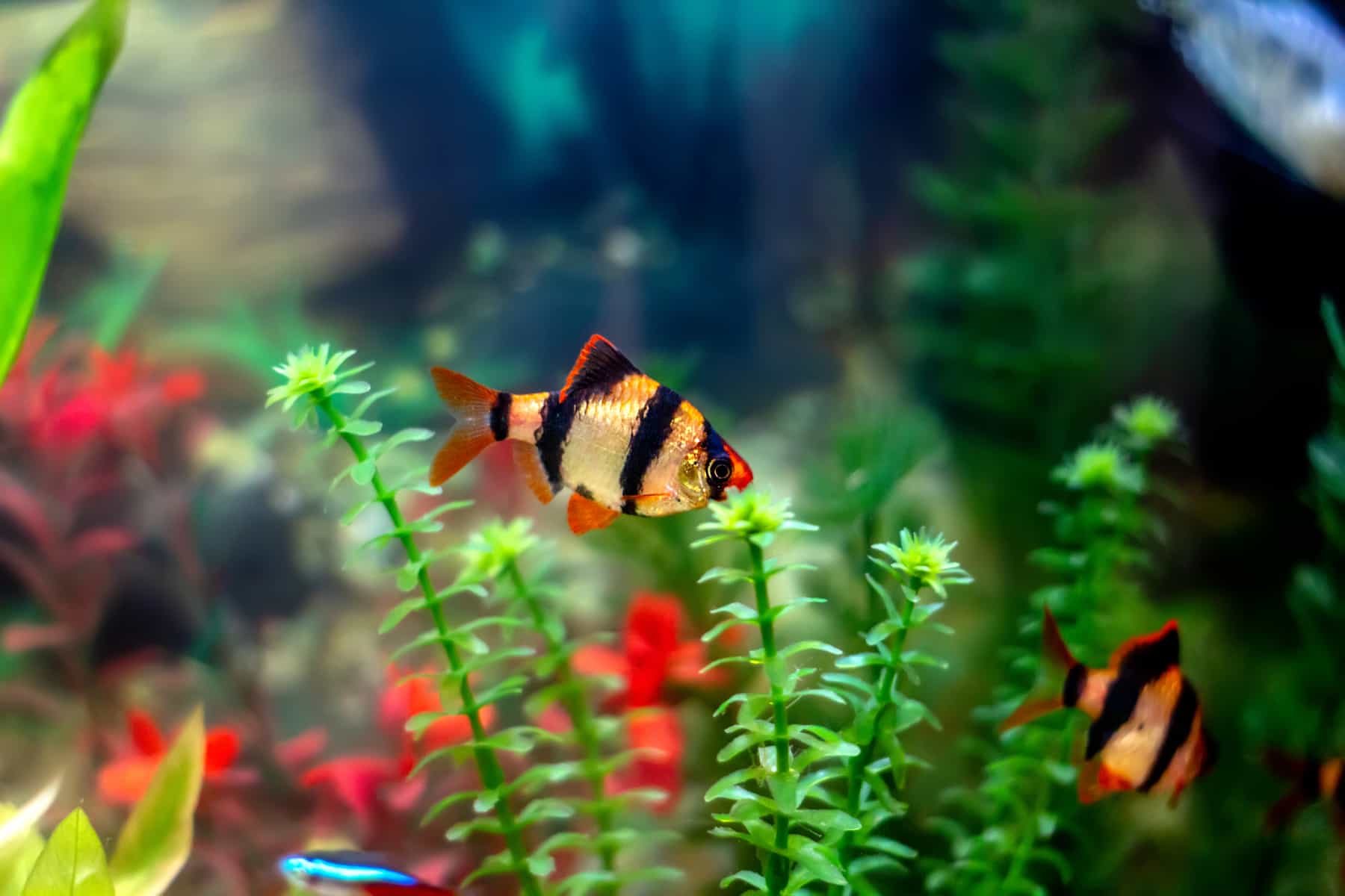 Tiger Cub Fish TIGER BARB - Chibi-Aquarium