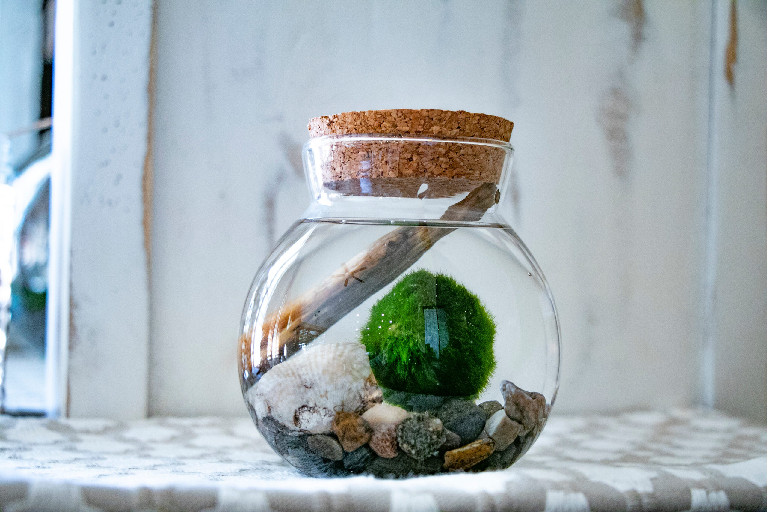 MARIMO MOSS BALL - Chibi-Aquarium