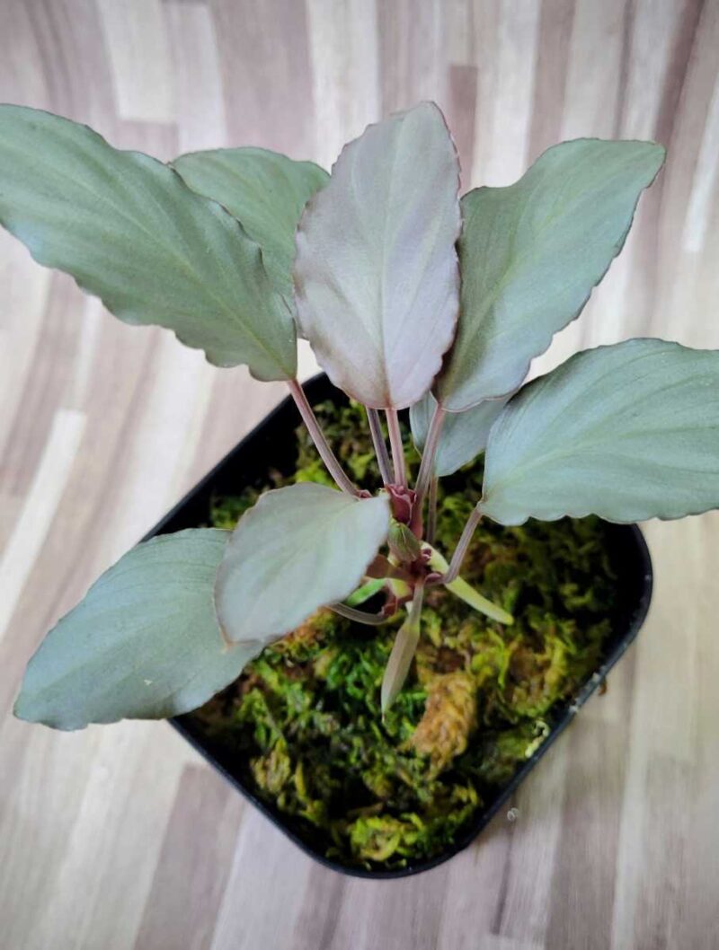 FURTADOA SUMATRENSIS ChibiAquarium