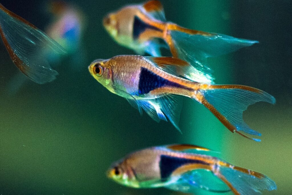 HARLEQUIN RASBORAS - Chibi-Aquarium